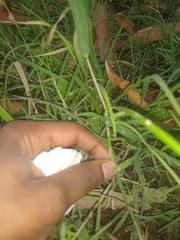 Echinochloa colona