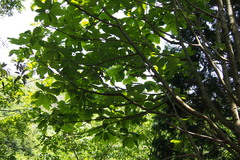 Magnolia obovata