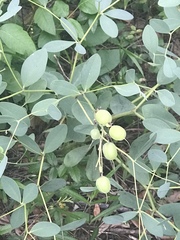 Baptisia sphaerocarpa