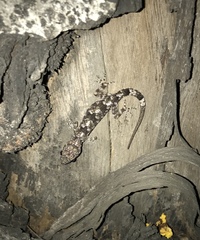 Hemidactylus mabouia