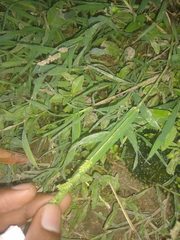 Echinochloa colona