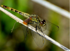 Erythrodiplax corallina