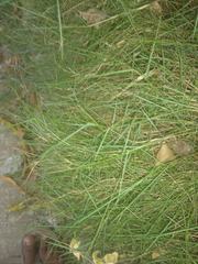 Poaceae