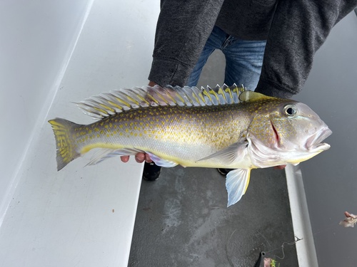 Golden tilefish (Lopholatilus chamaeleonticeps) — Malacanthidae — 5