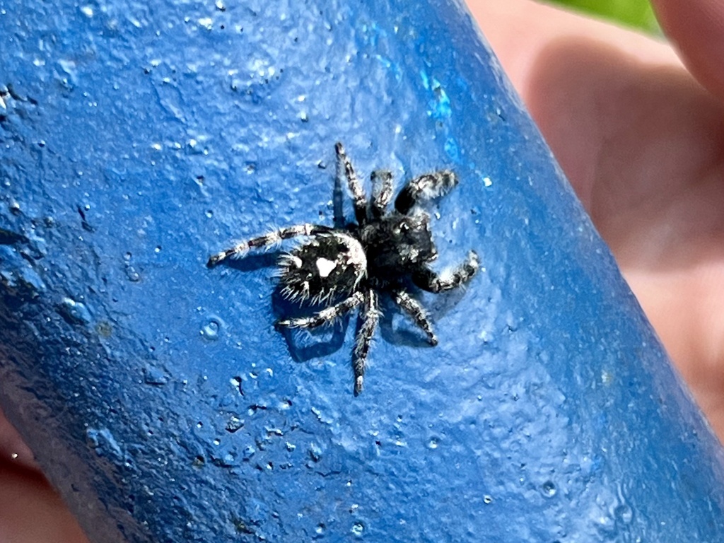 Bold Jumping Spider from Farm Market Dr, Tellico Plains, TN, US on May