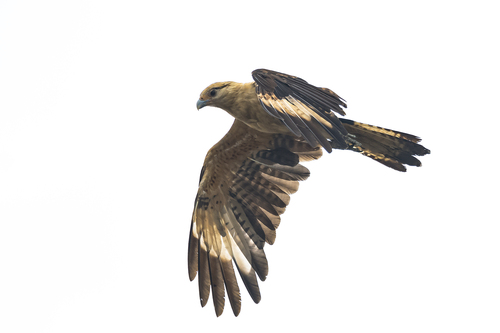 Yellow-headed Caracara, photo 5 of 10