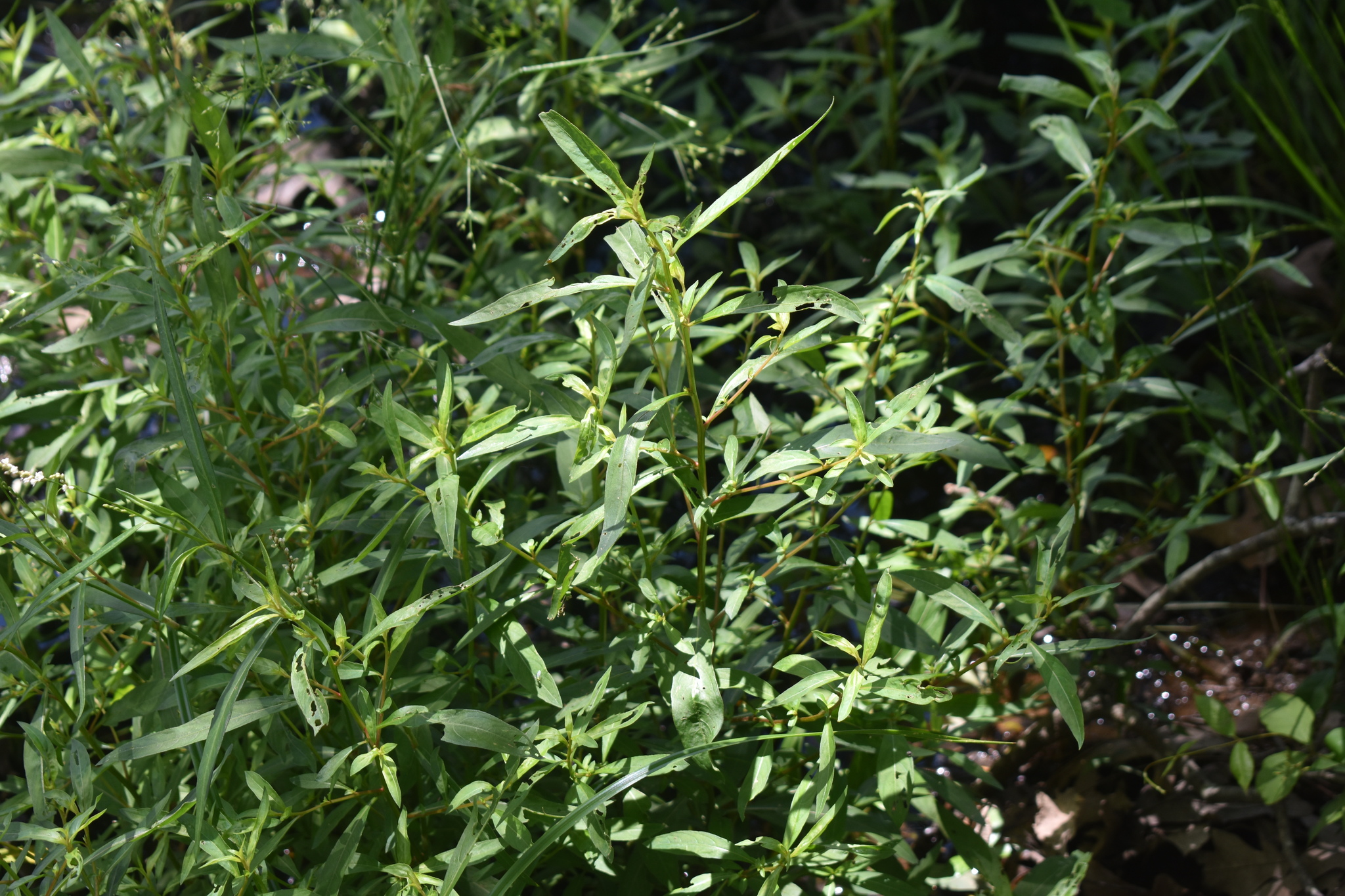 Imagem de Ludwigia glandulosa é conhecida como "Ludwígia"