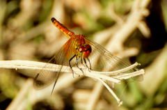 Erythrodiplax corallina