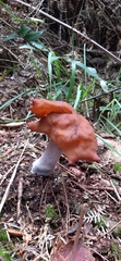 Gyromitra