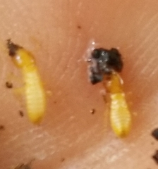 Coptotermes formosanus