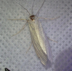 Rupela