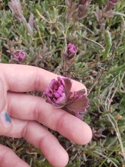 Castilleja ambigua humboldtiensis