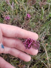 Castilleja ambigua humboldtiensis