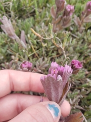 Castilleja ambigua humboldtiensis