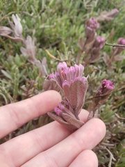 Castilleja ambigua humboldtiensis