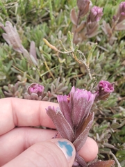 Castilleja ambigua humboldtiensis