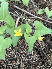 Viola lobata integrifolia