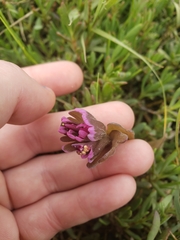Castilleja ambigua humboldtiensis