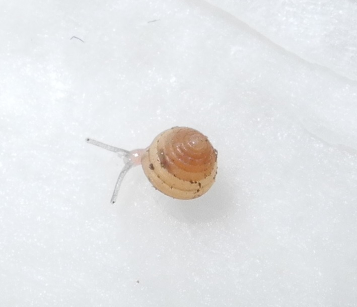 Gastrodontella