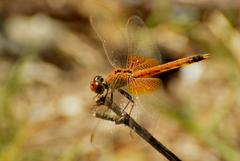 Erythrodiplax corallina