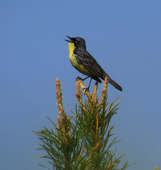 Setophaga kirtlandii