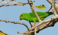 Sulawesi Hanging-Parrot photo 2