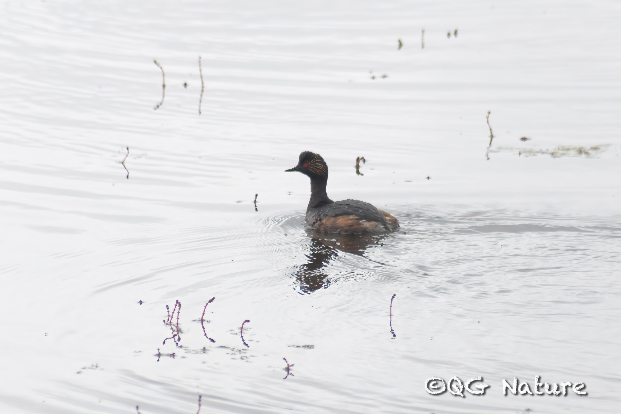 Black-necked Grebe