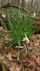 Narcissus poeticus