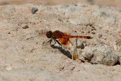 Erythrodiplax corallina