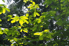 Magnolia obovata