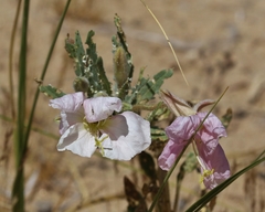 Oenothera deltoides
