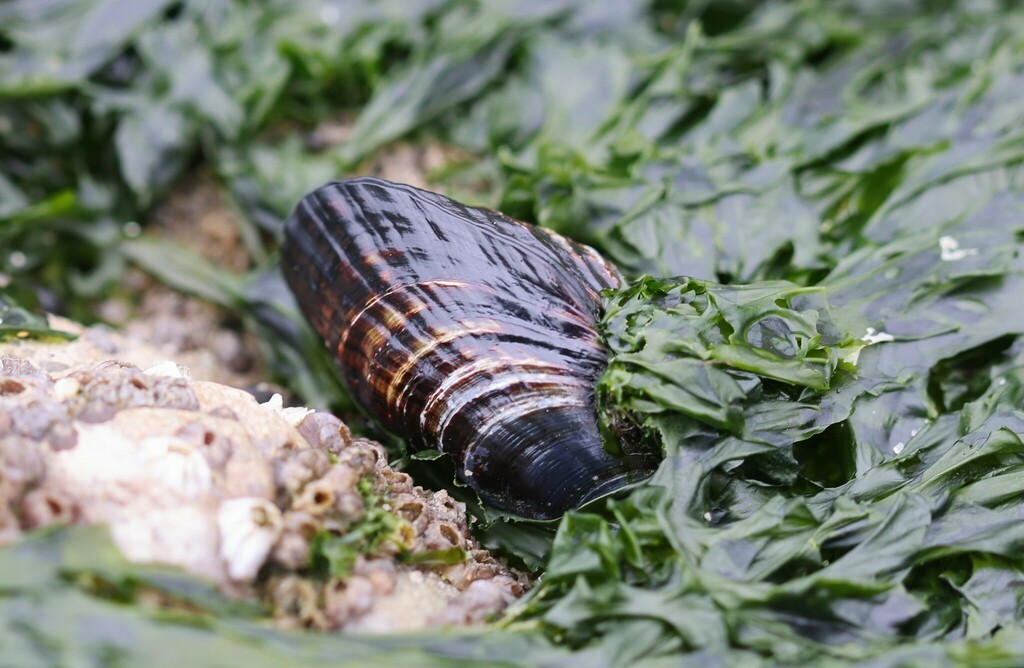 California Mussel from Ventura, CA, USA on May 15, 2024 at 11:19 AM by ...