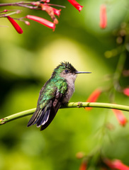 Orthorhyncus cristatus