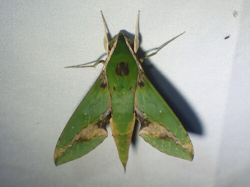 Photo of Leafy Sphinx (Xylophanes chiron)