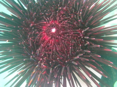 Centrostephanus rodgersii