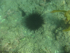 Centrostephanus rodgersii