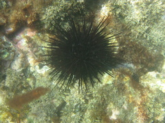 Centrostephanus rodgersii
