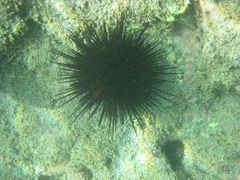 Centrostephanus rodgersii