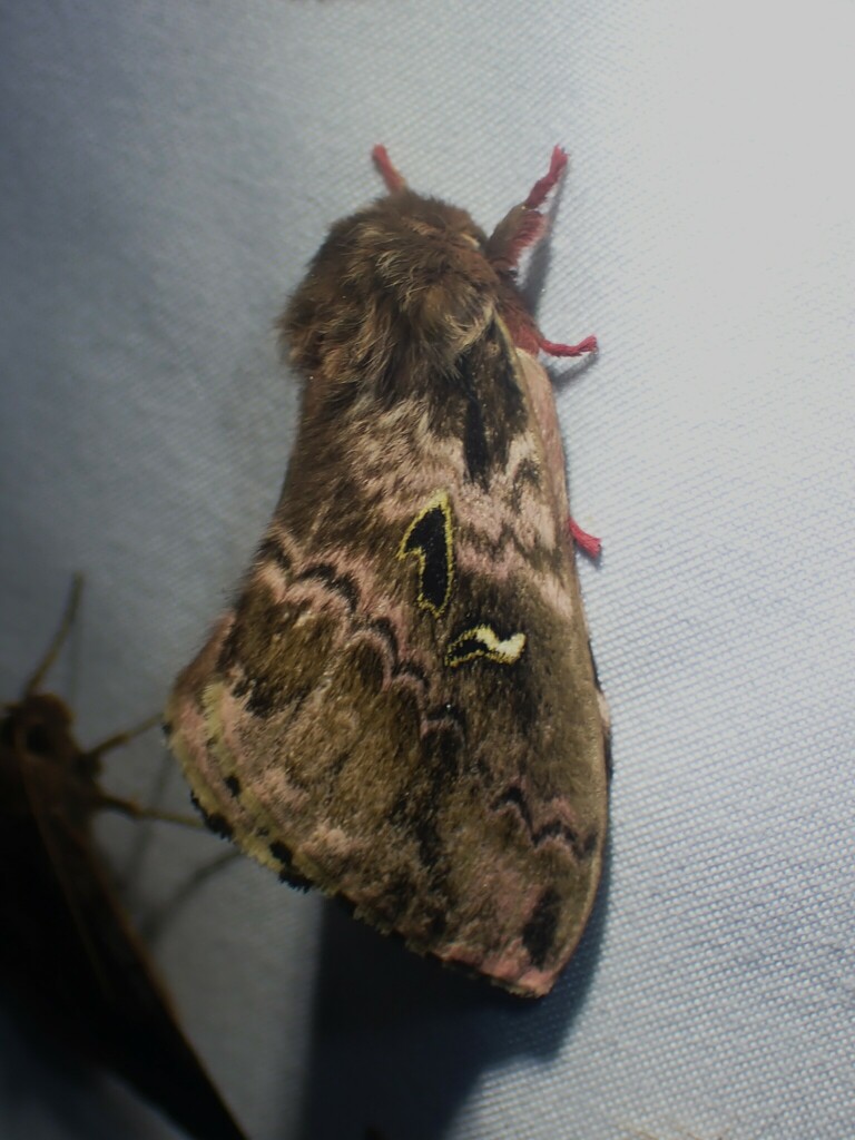 Hidripa perdix