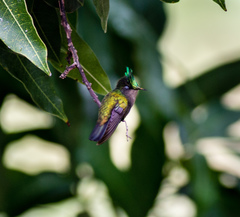 Orthorhyncus cristatus