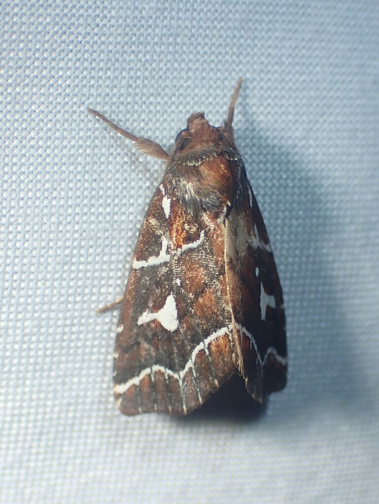 Selambina trajiciens