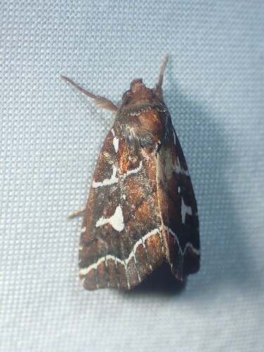Selambina trajiciens