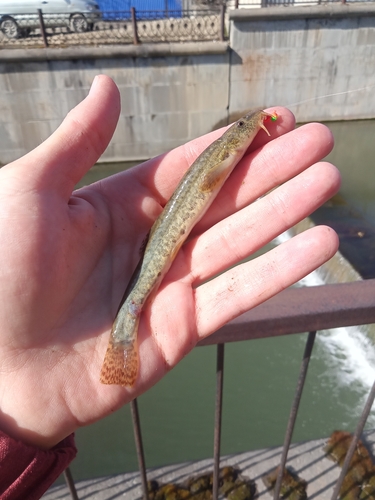 Siberian Stone Loach