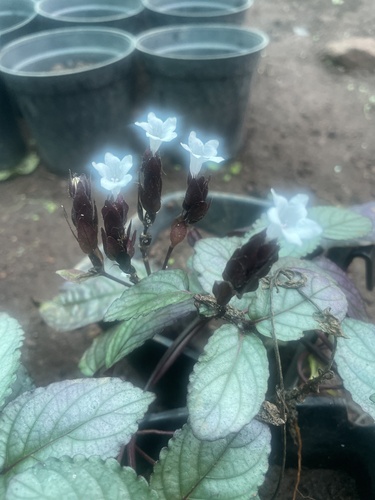 Strobilanthes alternata, photograph 5