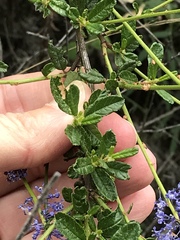 Ceanothus parryi