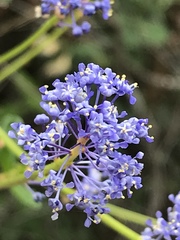 Ceanothus parryi