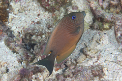 Ctenochaetus binotatus