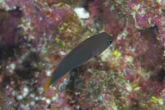 Pseudochromis marshallensis
