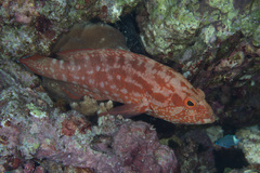 Cephalopholis spiloparaea