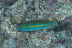 Pseudojuloides splendens